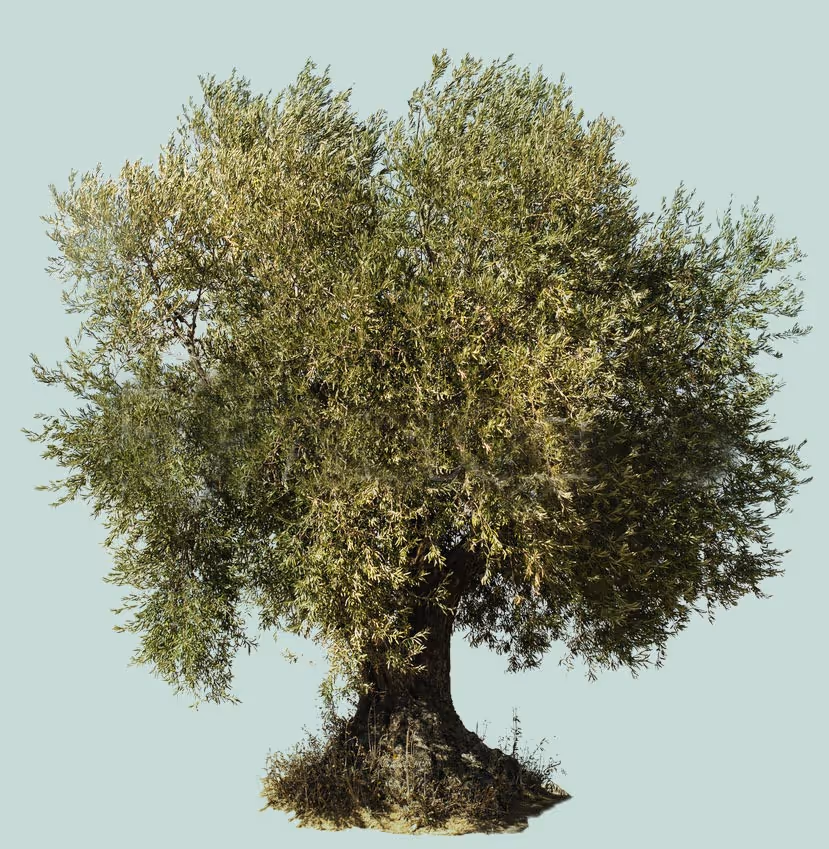 olive